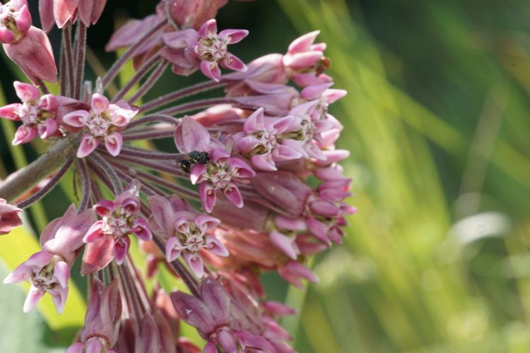A yellow-faced bee visiting a common milkweed plant.