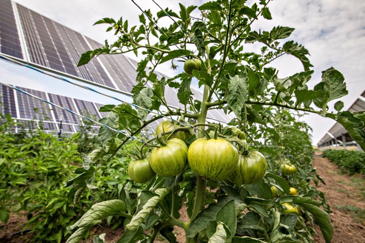 a tomato plant growing near a solar panel