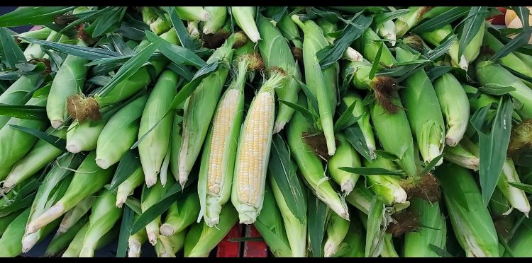 A bunch of sweet corn stacked on top of each other.