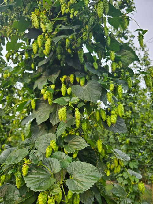 A hop farm.