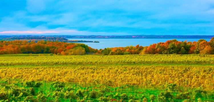A wide view of a vineyard in autumn with rows of green and golden grapevines stretching across rolling hills. Behind the vineyard is a dense forest of trees showing bright fall colors—reds, oranges, and yellows. In the distance, a large blue lake reflects the sky, and more tree-covered hills line the far shore.