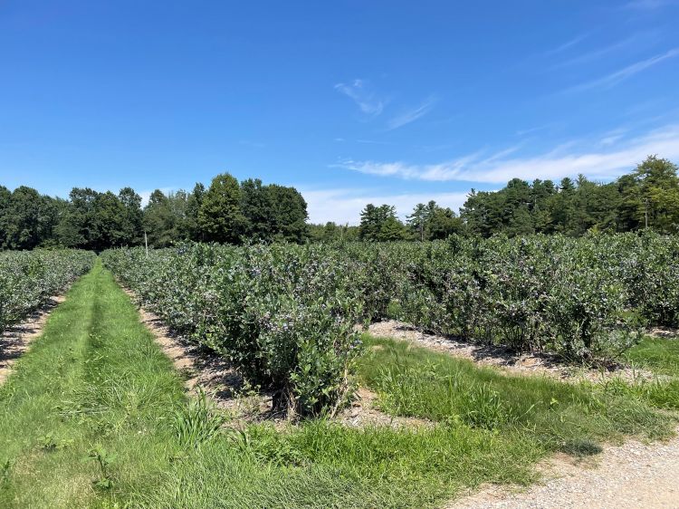 field of blueberry plants