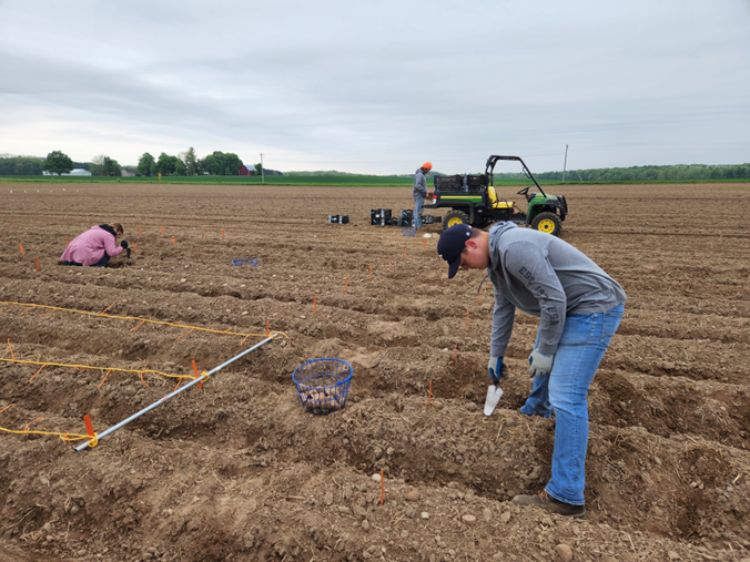 A man bending over in a plowed field, hand-planting potato seeds.