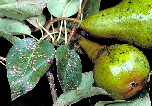 Small, black pycnidia develop in the interior of older lesions.