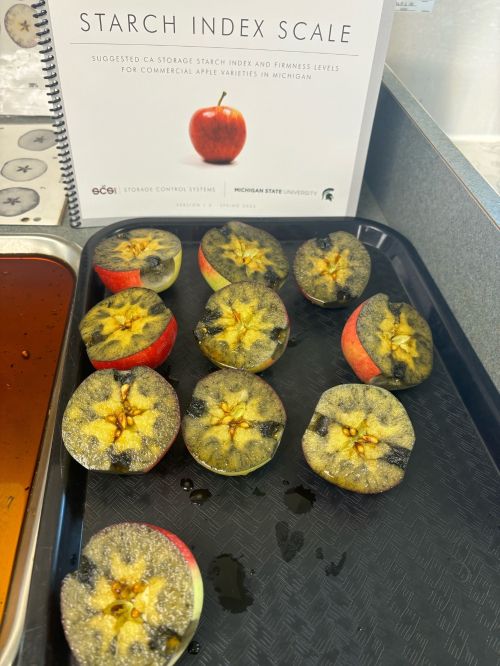 A tray of apples cut in half with a Starch Index Scale publication behind it.
