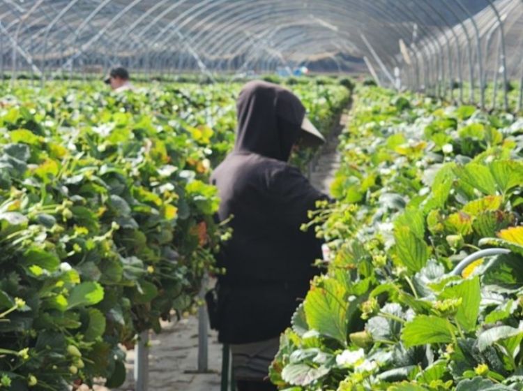 Farmworker Picking Strawberries on Raised Beds