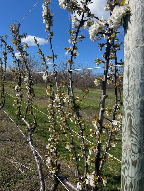 Row of Burgundy Pearl cherry trees in full bloom with abundant white blossoms along upright branches, trained on a trellis system under a bright blue sky.