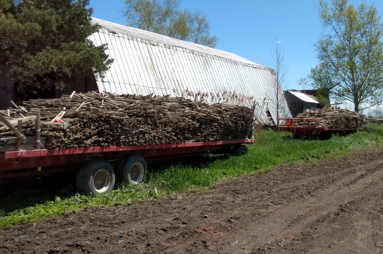 Stakes ready to go. Photo by Ben Phillips, MSU Extension.