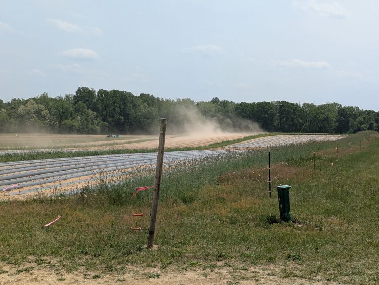 Clouds of sand and tree pollen over a field of crops covered with black plastic.