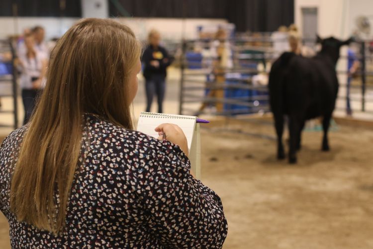 An over-the-shoulder image of a young lady in a dark shirt holding a notepad, looking off into the distance at a black calf.