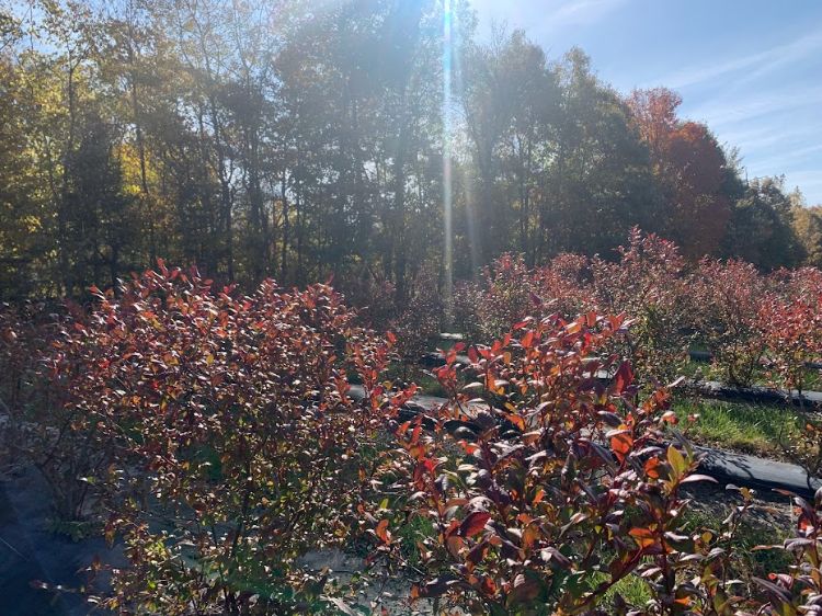 A blueberry field in the fall.