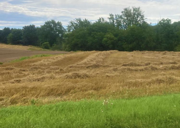 A wheat field that has been harvested.