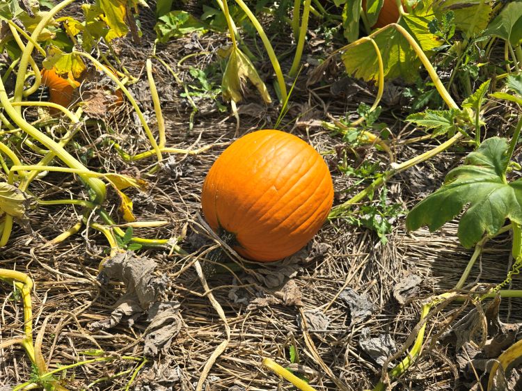 Pumpkins resting on a mulch of terminated cereal rye in a field.