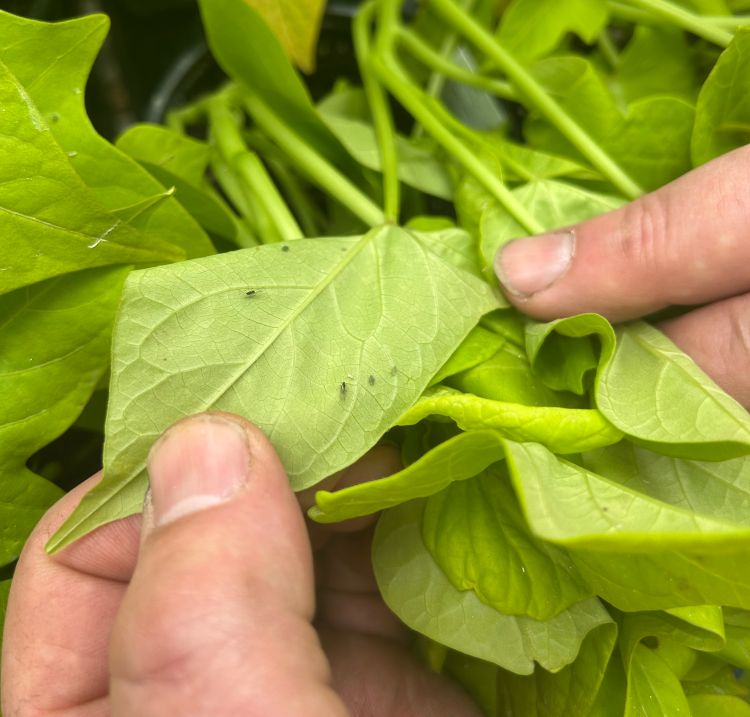 Tiny aphid insects on the leaf of a sweet tomato transplant.
