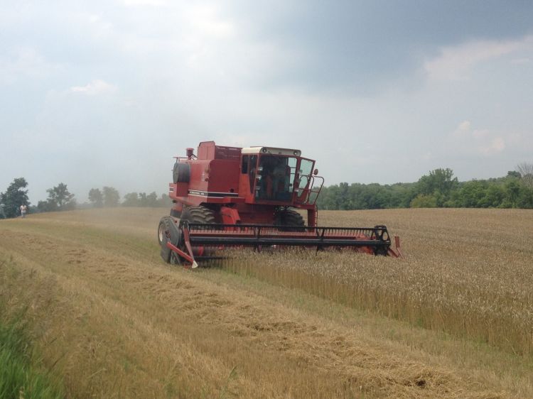 red implement harvesting in a tan field