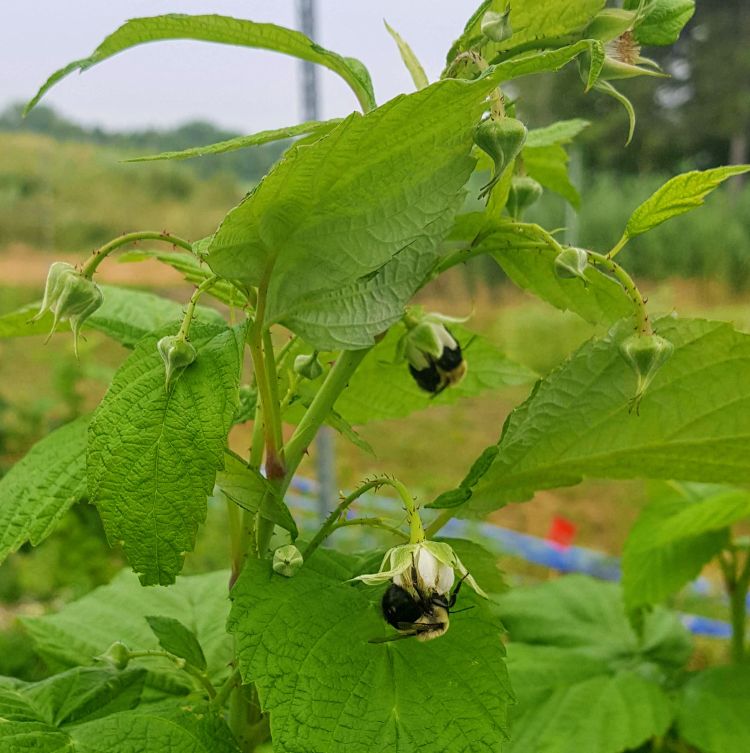 Bumble bees pollinating fall red raspberry.