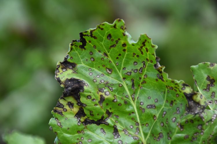 A sugarbeet leaf with black spots on it caused by Cercospora leaf spot.