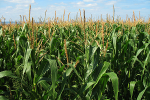 A new online record keeping tool is available for conservation planning