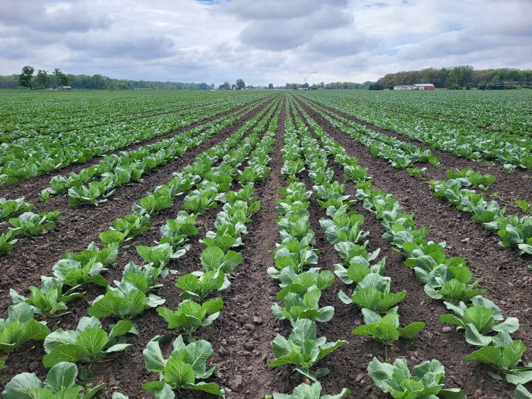 A field of lettuce crops.