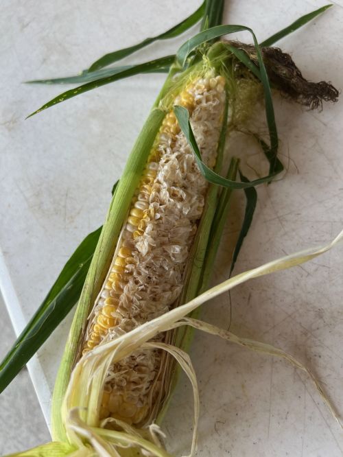 Sweet corn ear with husks pulled back, showing rows of kernels partially eaten and shredded.