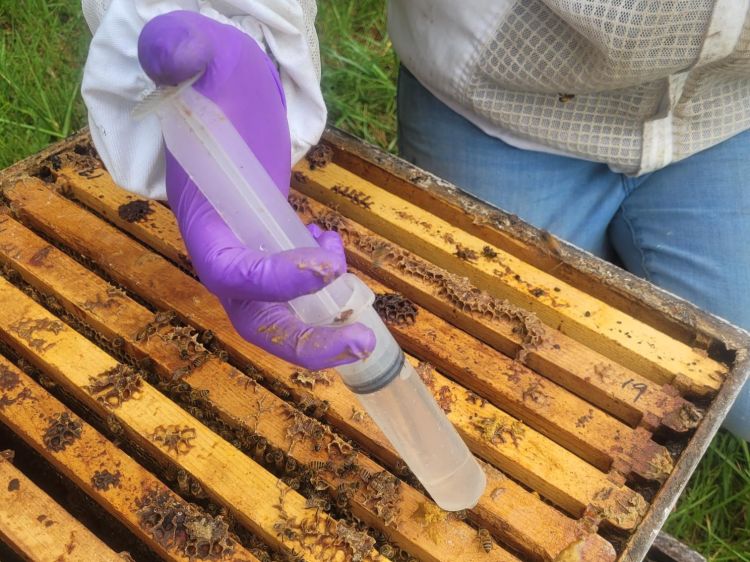 A beekeeper wearing nitrile gloves using a syringe to apply oxalic acid solution to a honey bee colony.