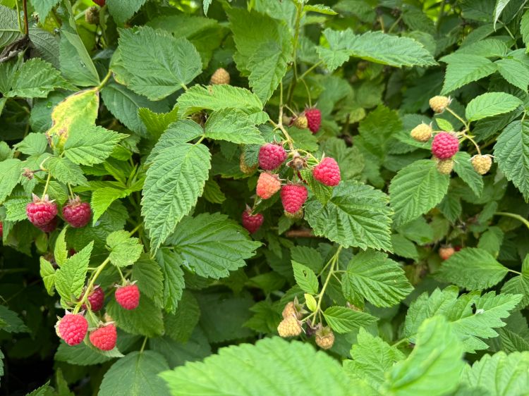 Small ripe raspberries growing on a bush.