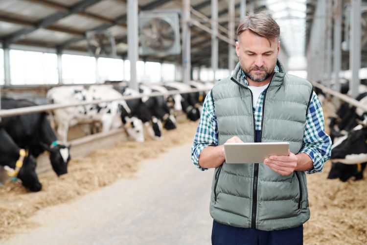 man looking at tablet, standing in front of cows