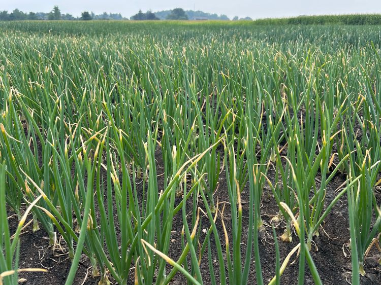 Onions growing in a field with their tips a yellow color. This condition is known as tipburn and can be caused by environmental stress such as heat, drought, or occasionally fertilizer imbalance.