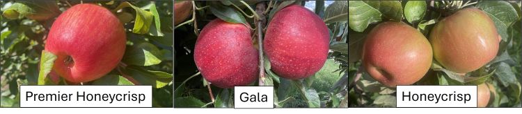 Three images of apples with labels under each apple saying Premier Honeycrisp, Gala and Honeycrisp.