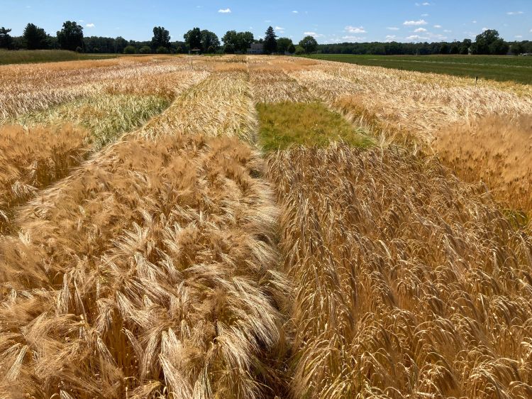 Pictured is a barley variety trial.