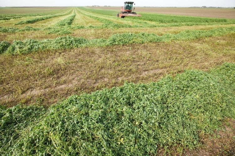 Harvesting alfalfa from the field, stock photo.