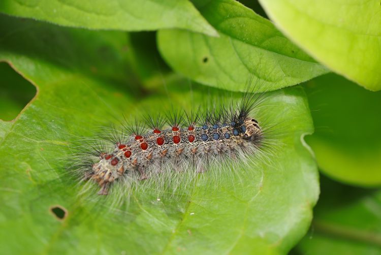 For decorative purposes.