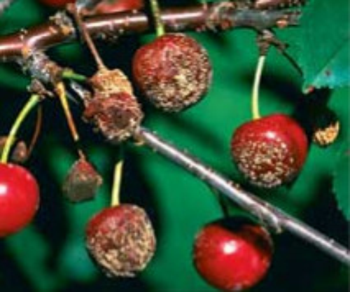 Brown rot on tart cherry and sporulation of the pathogen. 