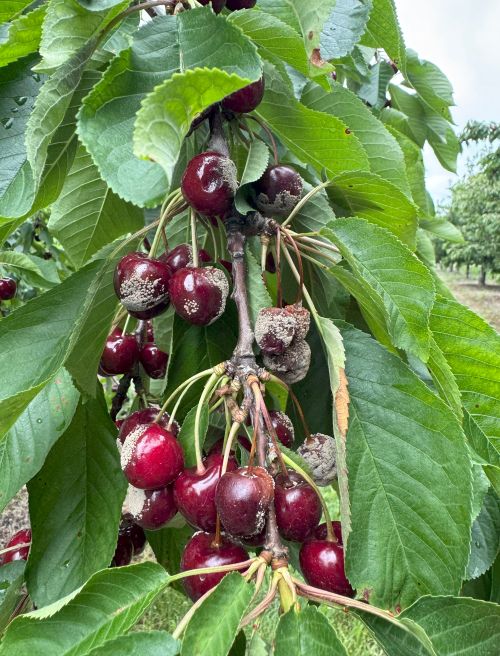 Sweet cherries hanging from a tree covered in in a grayish-brown fungus caused by American brown rot.