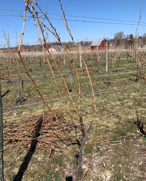 In this grapevine, the central portion of the trunk has been excavated, showing the removal of infected wood.