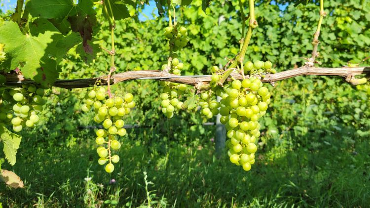 Ripening wine grapes hanging from a vine.