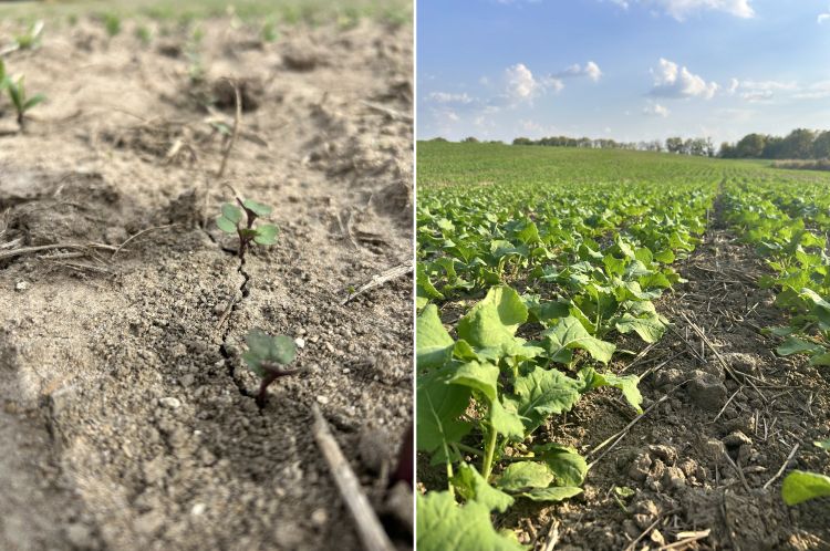 Two side-by-side images. The left showing canola cotyledons emerging from the ground, and the right showing canola at the sixth leaf stage.
