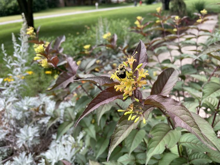 bee on a yellow flower with purple and green leaves