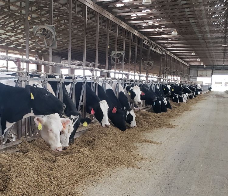 A long row of black-and-white dairy cows eating feed inside a large, open-sided barn.