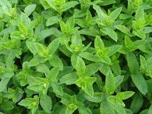Plant science at the dinner table: peppermint