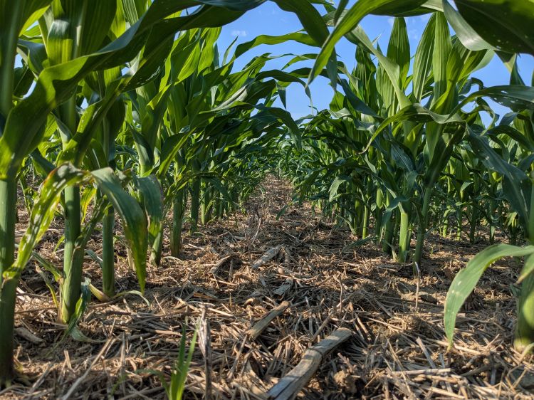 A worm's eye view of a corn field.