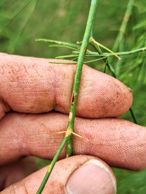Closeup of the repeating stage of rust, a yellow uredospore lesion.
