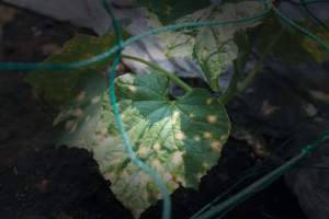 Plant Pathologist Among Most Recent Class of University Distinguished Professors