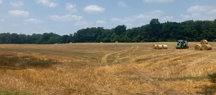 A field of wheat being harvested.
