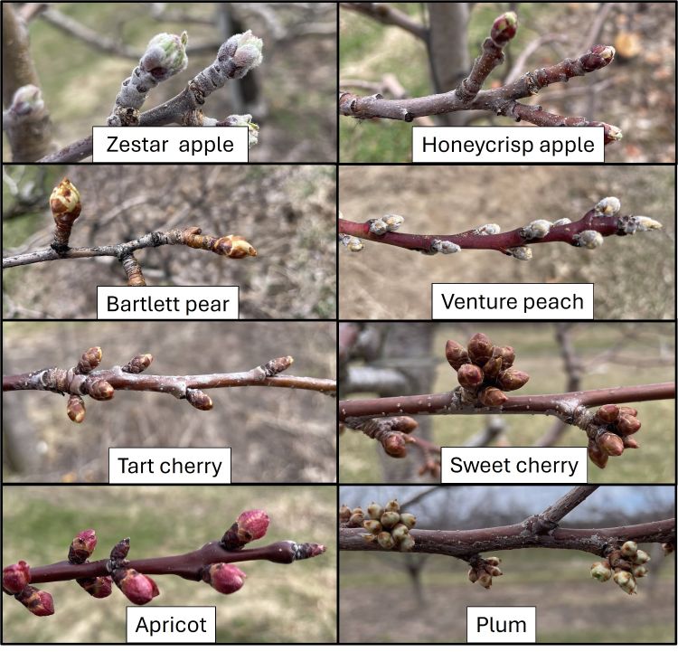 The different growth stages of apple, pear, peach, cherry, apricot and plum right now in west central Michigan.