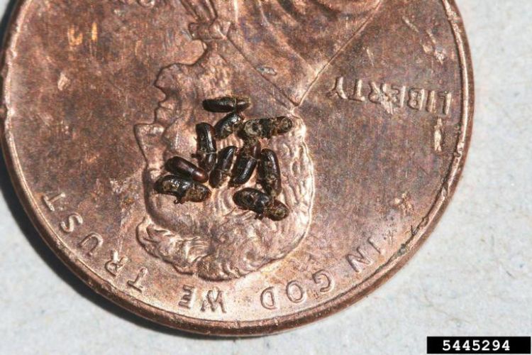 The walnut twig beetle’s tiny size make them very hard to detect on trees. Photo by: Whitney Cranshaw, Colorado State University