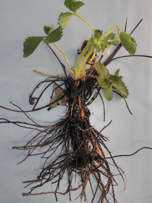 A strawberry plant infected with black root rot.