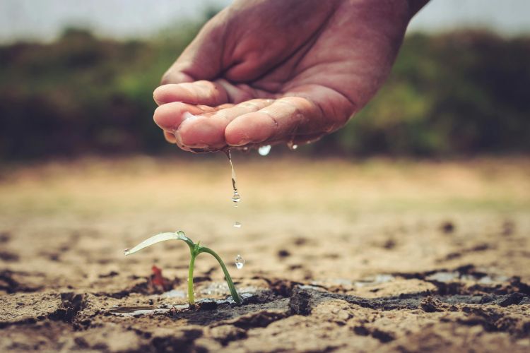 hand with water droplets over a green plant in a brown cracked field