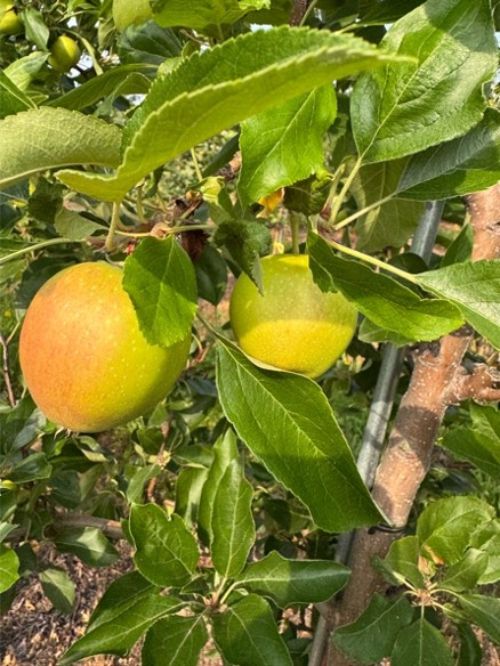 yellow and pink apples on a tree with green leaves