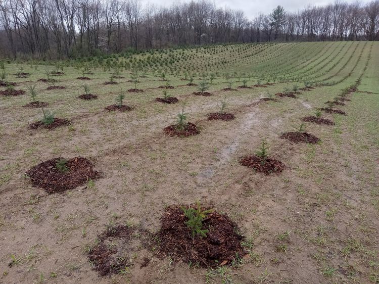 Rows of newly planted Christmas tree seedlings in a field. Each small tree is surrounded by a circle of mulch to reduce weed competition. The soil appears damp, and the background shows more rows of young trees near a wooded edge.